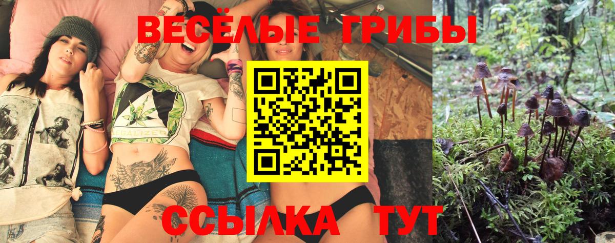 Михайловка  Псилоцибиновые грибы ЛСД  Вход с VPN  Псилоцибиновые грибы Psilocybe 